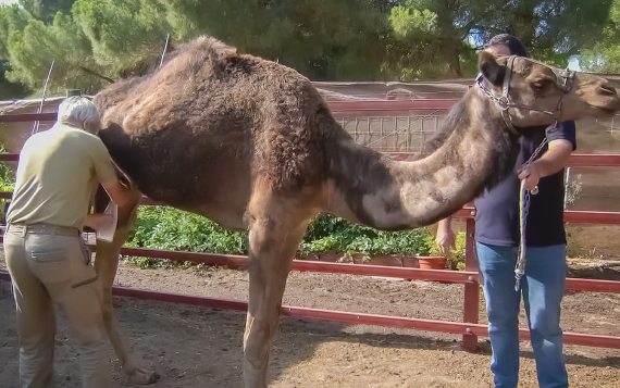 Fotografía en la que aparece un hombre ordeñando a un camello